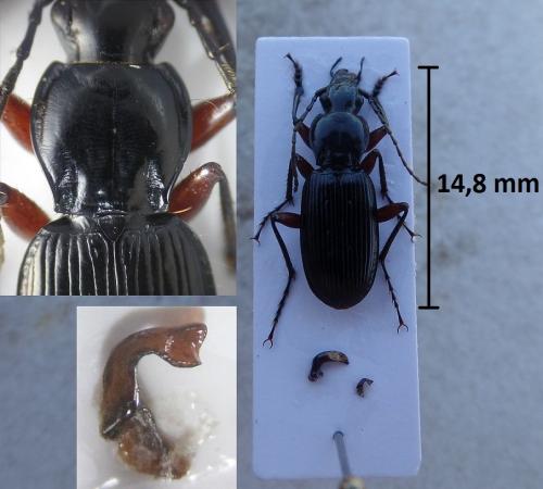 Pterostichus devillei